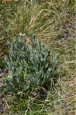 APII jpeg image of Senecio gunnii  © contact APII