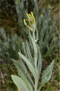 APII jpeg image of Senecio gunnii  © contact APII