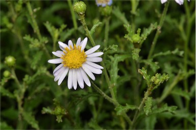 APII jpeg image of Olearia stuartii  © contact APII