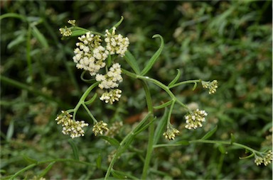 APII jpeg image of Ozothamnus vagans  © contact APII