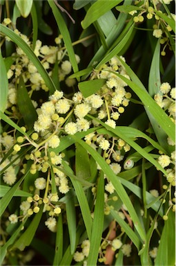 APII jpeg image of Acacia melanoxylon  © contact APII