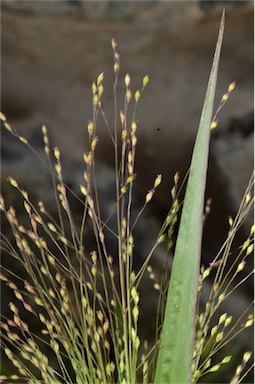 APII jpeg image of Panicum hillmanii  © contact APII