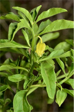 APII jpeg image of Physalis hederifolia  © contact APII