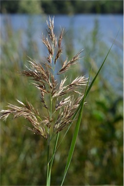 APII jpeg image of Phragmites australis  © contact APII