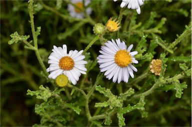 APII jpeg image of Olearia stuartii  © contact APII