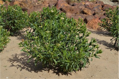 APII jpeg image of Olearia ferresii  © contact APII