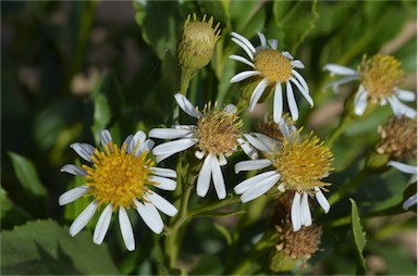 APII jpeg image of Olearia ferresii  © contact APII