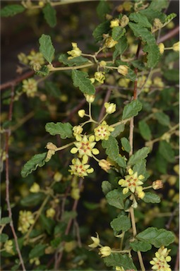 APII jpeg image of Androcalva luteiflora  © contact APII