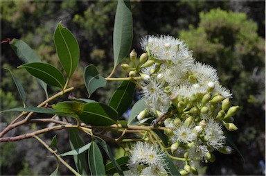 APII jpeg image of Corymbia clarksoniana  © contact APII