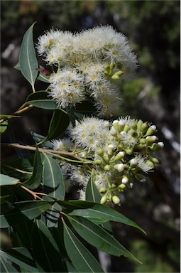 APII jpeg image of Corymbia clarksoniana  © contact APII