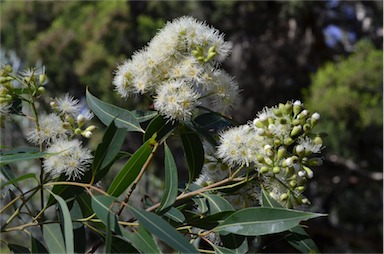 APII jpeg image of Corymbia clarksoniana  © contact APII