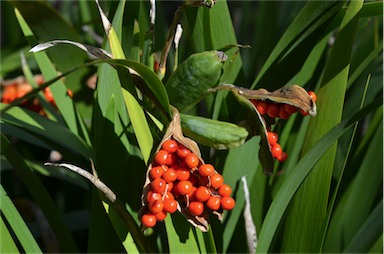 APII jpeg image of Iris foetidissima  © contact APII