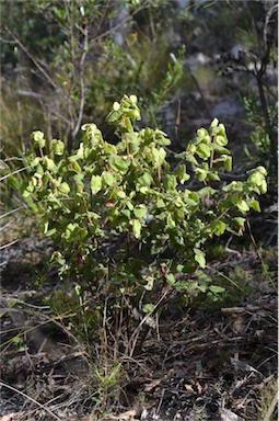 APII jpeg image of Correa reflexa var. reflexa  © contact APII