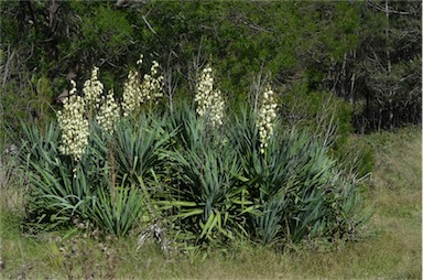 APII jpeg image of Yucca aloifolia  © contact APII