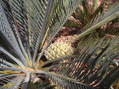 APII jpeg image of Macrozamia macdonnellii  © contact APII