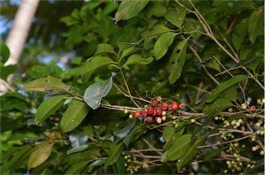 APII jpeg image of Syzygium tierneyanum  © contact APII