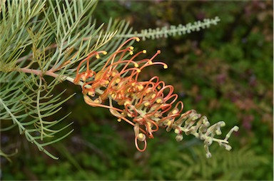 APII jpeg image of Grevillea 'Amber Blaze'  © contact APII