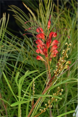 APII jpeg image of Grevillea 'Fire Sprite'  © contact APII