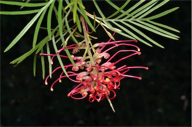 APII jpeg image of Grevillea 'Alex Pink'  © contact APII