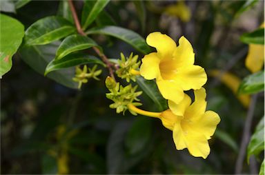 APII jpeg image of Allamanda cathartica  © contact APII