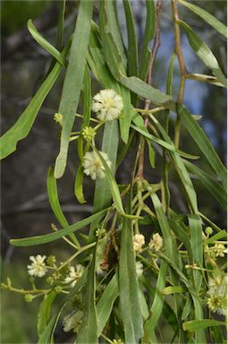 APII jpeg image of Acacia salicina  © contact APII