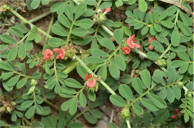 APII jpeg image of Indigofera linnaei  © contact APII