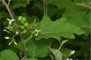 APII jpeg image of Solanum torvum  © contact APII