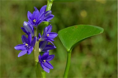 APII jpeg image of Pontederia cyanea  © contact APII