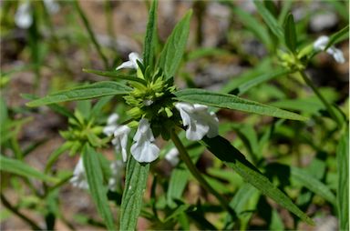 APII jpeg image of Leucas lavandulifolia  © contact APII