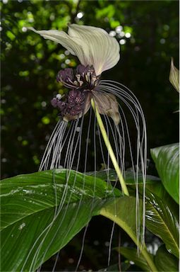 APII jpeg image of Tacca integrifolia  © contact APII