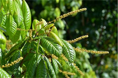 APII jpeg image of Mischocarpus lachnocarpus  © contact APII