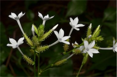 APII jpeg image of Plumbago zeylanica  © contact APII