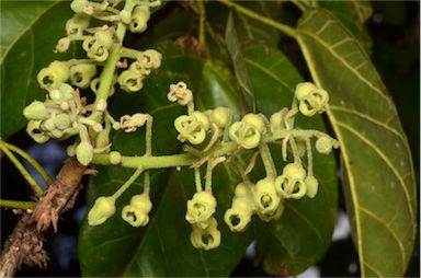 APII jpeg image of Sterculia quadrifida  © contact APII