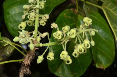 APII jpeg image of Sterculia quadrifida  © contact APII