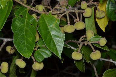 APII jpeg image of Grewia oxyphylla  © contact APII