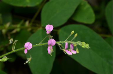 APII jpeg image of Desmodium tortuosum  © contact APII