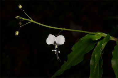 APII jpeg image of Aneilema acuminatum  © contact APII