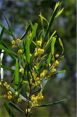 APII jpeg image of Acacia simsii  © contact APII