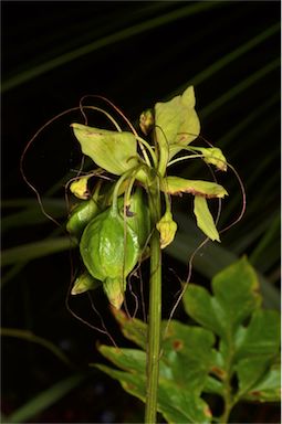 APII jpeg image of Tacca leontopetaloides  © contact APII