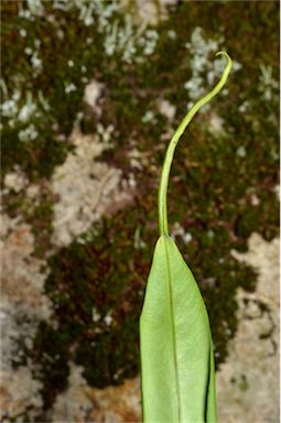 APII jpeg image of Belvisia mucronata var. mucronata  © contact APII