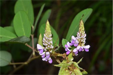 APII jpeg image of Desmodium heterocarpon var. strigosum  © contact APII