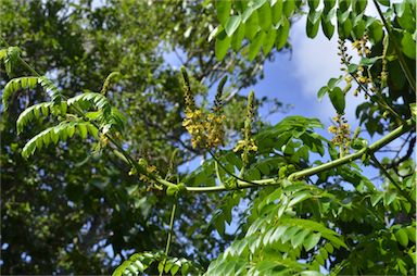 APII jpeg image of Caesalpinia bonduc  © contact APII