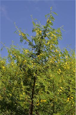 APII jpeg image of Vachellia nilotica subsp. indica  © contact APII