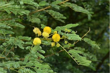 APII jpeg image of Vachellia nilotica subsp. indica  © contact APII