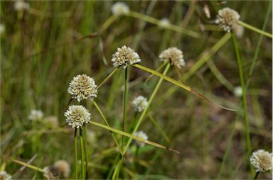 APII jpeg image of Cyperus pulchellus  © contact APII