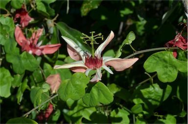 APII jpeg image of Passiflora aurantia var. aurantia  © contact APII