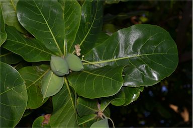 APII jpeg image of Terminalia catappa  © contact APII