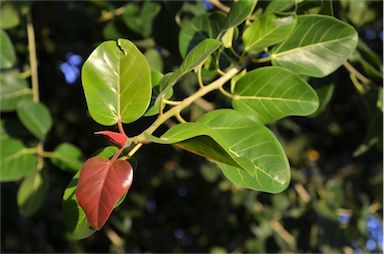 APII jpeg image of Ficus virens  © contact APII