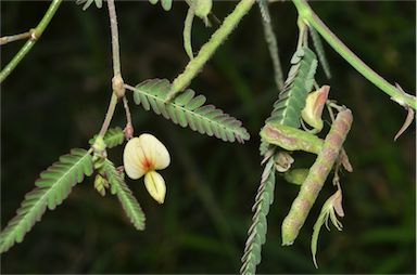 APII jpeg image of Aeschynomene indica  © contact APII