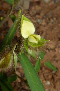 APII jpeg image of Crotalaria calycina  © contact APII